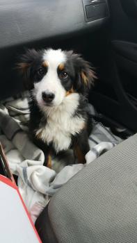 Minnie, Boyero De Berna