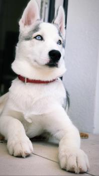 Toby, Siberian Husky