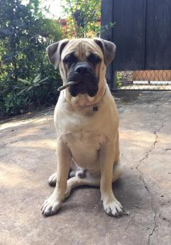 Bane, Bullmastiff