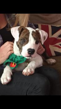 Poppy, Bulldog americano
