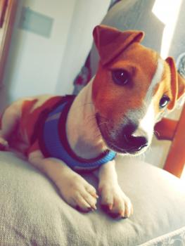 Gincko, Parson Jack Russell Terrier (De Pelaje Corto - Suave)