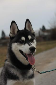 Arlo, Siberian Husky