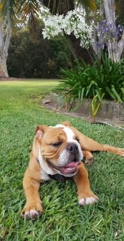 Hendrix Haylan, Bulldog