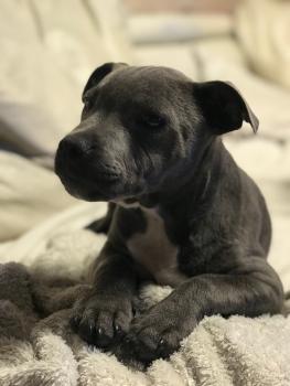 Fiasco, Staffordshire Bull Terrier