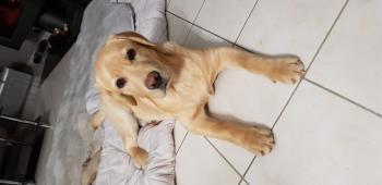 Osky, Labrador Retriever