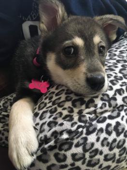Nala, Otros perros