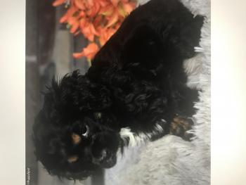 Gracie, Cocker Spaniel Americano