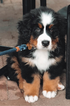 Leo, Boyero De Berna