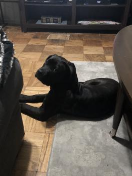 Shady Vincent McKinney, Cane Corso