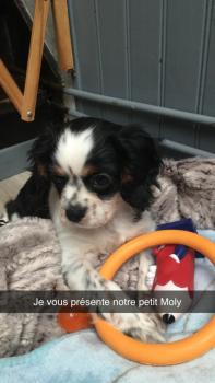 Moly, Cavalier King Charles Spaniel