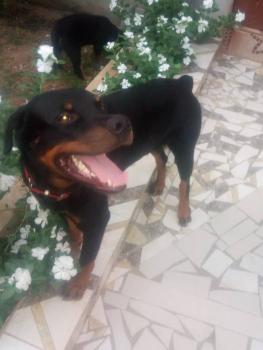 TYSON, Rottweiler