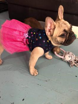 Willow Ivy, Bouledogue francese