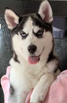 Zoey Deschanel Kravitz, Siberian Husky