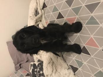 Oliver, Cocker Spaniel Inglés