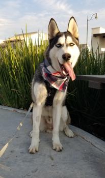 Odin, Husky Siberiano