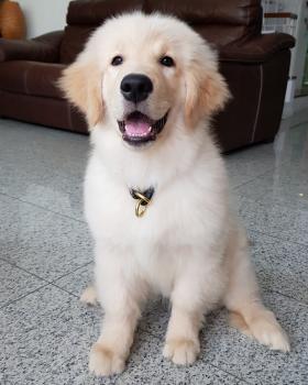 Fifie, Golden Retriever