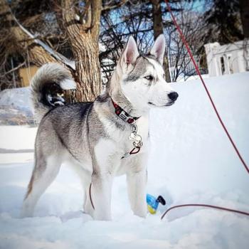kynouk, Malamute De Alaska