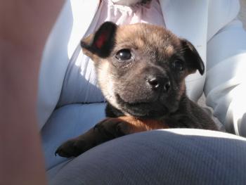 Pepsy, Staffordshire Bull Terrier
