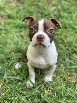 Maple, Boston Terrier