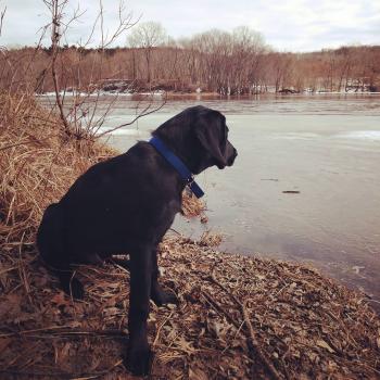 Mack, Labrador Retriever
