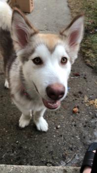 Lola, Malamute De Alaska