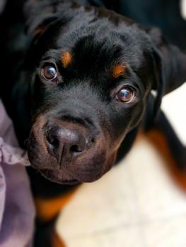 Kaos ‘Zeus’ von der Alten Festung, Rottweiler