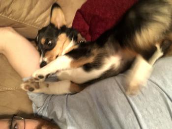 Lexie, Corgi Galés De Pembroke