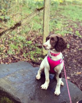 Meg, Springer spaniel inglés