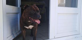 Nessi, Staffordshire Bull Terrier