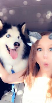 Rosco, Husky Siberiano