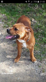 olaff, Staffordshire Bull Terrier