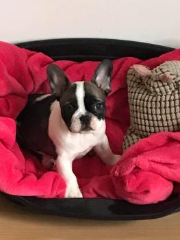 Obélix, Bulldog Francés