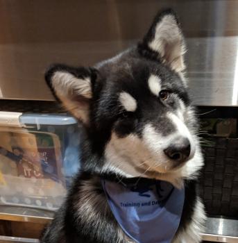 Lobo, Malamute De Alaska