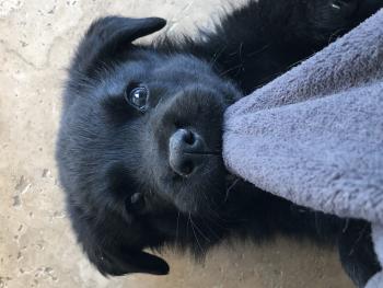 Orso, Rottweiler
