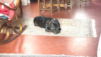 Iron, Staffordshire Bullterrier