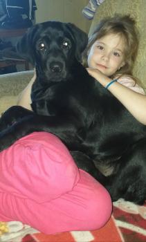Nascha, Labrador Retriever