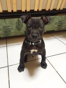 Tyson, Staffordshire Bull Terrier