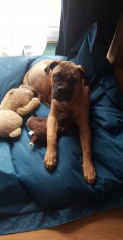Ohm, Bullmastiff