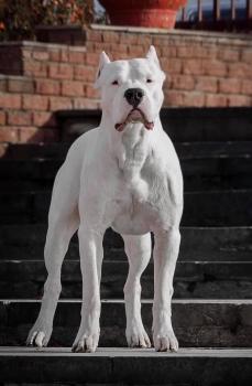 Chase, Dogo Argentino