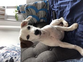 Luna, Jack Russell