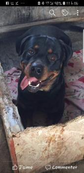 Betty, Rottweiler