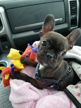 Indy, Boston Terrier