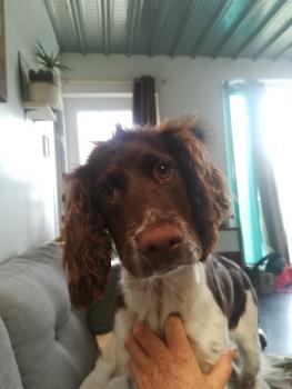 Opale, Springer spaniel inglés
