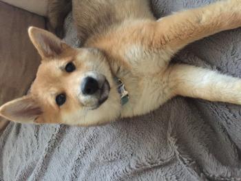 PIXIE, Shiba Inu Japonés