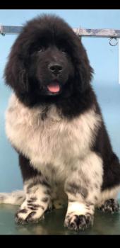 Oreo, Landseer