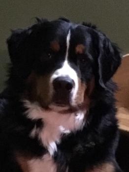 Hubert, Boyero De Berna