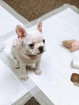 Mia, Bulldog Francés