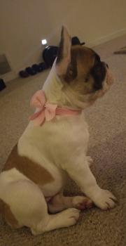Luna, Bulldog Francés