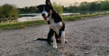 Oslo, Border Collie