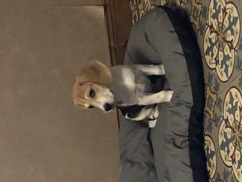 Oseille, Beagle